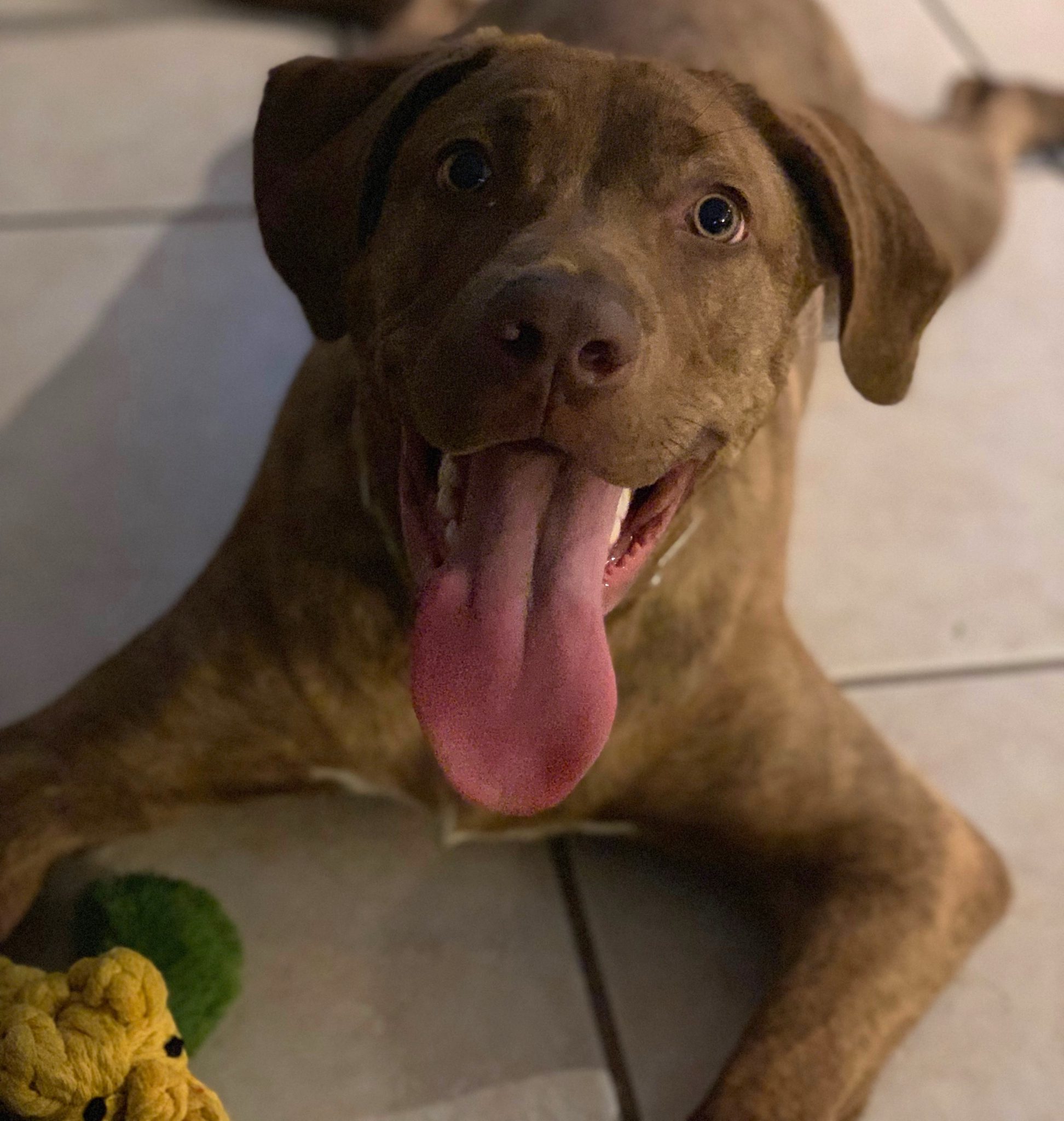 Pax, the office therapy dog